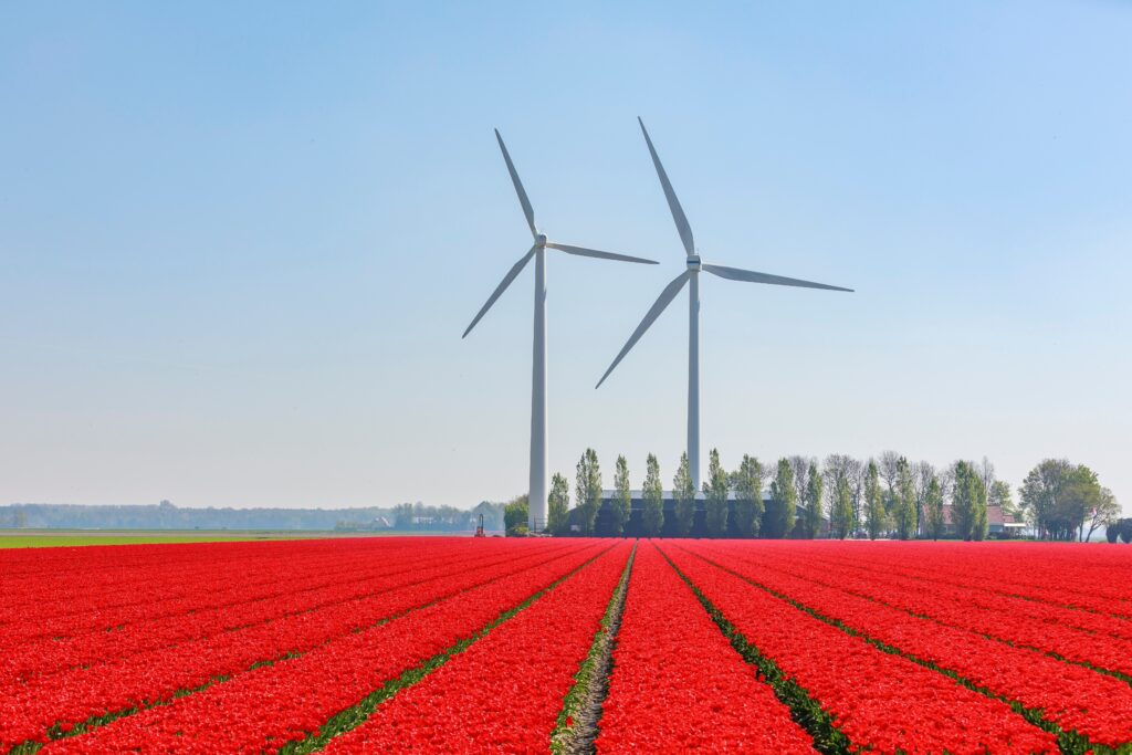 Tulips - Netherlands, Land or Water?! 